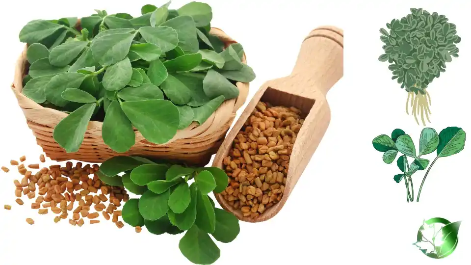 Dried Fenugreek quality, format, and packaging should be matched to the buyer’s target application.